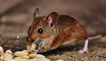 24 Hour & Emergency Exterminators in Harrison, NE